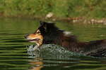 hundefotos collie_-_langhaarcollie