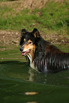 hundefotos collie_-_langhaarcollie