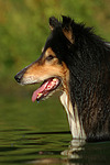 hundefotos collie_-_langhaarcollie