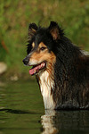 hundefotos collie_-_langhaarcollie