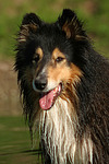 hundefotos collie_-_langhaarcollie