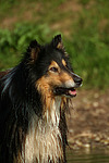 hundefotos collie_-_langhaarcollie