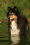 hundefotos collie_-_langhaarcollie