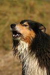 hundefotos collie_-_langhaarcollie