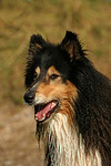 hundefotos collie_-_langhaarcollie