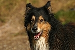 hundefotos collie_-_langhaarcollie