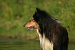 hundefotos collie_-_langhaarcollie