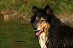 hundefotos collie_-_langhaarcollie