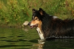 hundefotos collie_-_langhaarcollie