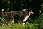 hundefotos collie_-_langhaarcollie