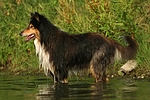 hundefotos collie_-_langhaarcollie