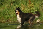 hundefotos collie_-_langhaarcollie