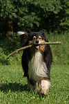 hundefotos collie_-_langhaarcollie