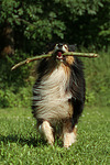 hundefotos collie_-_langhaarcollie