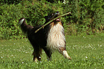 hundefotos collie_-_langhaarcollie