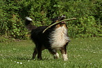 hundefotos collie_-_langhaarcollie