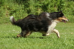 hundefotos collie_-_langhaarcollie