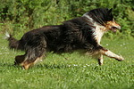 hundefotos collie_-_langhaarcollie