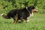 hundefotos collie_-_langhaarcollie