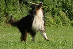 hundefotos collie_-_langhaarcollie
