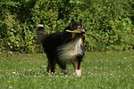 hundefotos collie_-_langhaarcollie