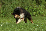 hundefotos collie_-_langhaarcollie
