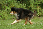 hundefotos collie_-_langhaarcollie