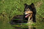 hundefotos collie_-_langhaarcollie