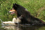 hundefotos collie_-_langhaarcollie
