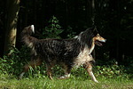 hundefotos collie_-_langhaarcollie