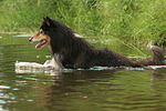 hundefotos collie_-_langhaarcollie