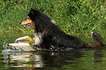 hundefotos collie_-_langhaarcollie