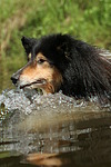 hundefotos collie_-_langhaarcollie