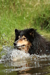 hundefotos collie_-_langhaarcollie
