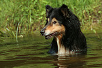 hundefotos collie_-_langhaarcollie