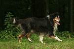 hundefotos collie_-_langhaarcollie