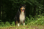 hundefotos collie_-_langhaarcollie
