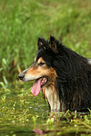 hundefotos collie_-_langhaarcollie