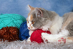 katzenfotos britisch_langhaar