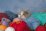 katzenfotos britisch_langhaar