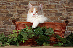katzenfotos britisch_langhaar
