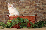 katzenfotos britisch_langhaar