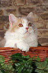 katzenfotos britisch_langhaar