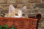 katzenfotos britisch_langhaar