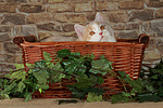 katzenfotos britisch_langhaar