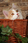 katzenfotos britisch_langhaar