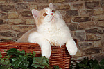katzenfotos britisch_langhaar