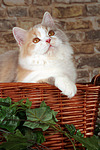 katzenfotos britisch_langhaar