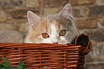 katzenfotos britisch_langhaar