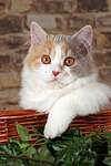 katzenfotos britisch_langhaar